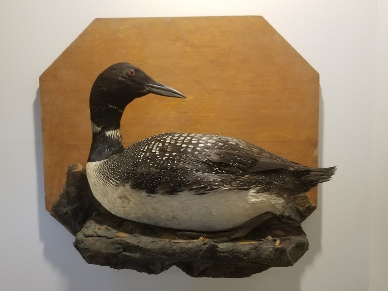 Loon mount